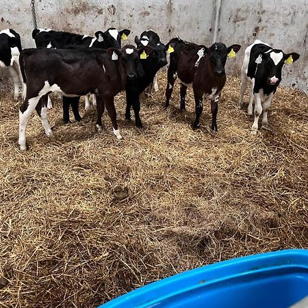 Kilmihil Lacken Farmyard المظهر الخارجي الصورة