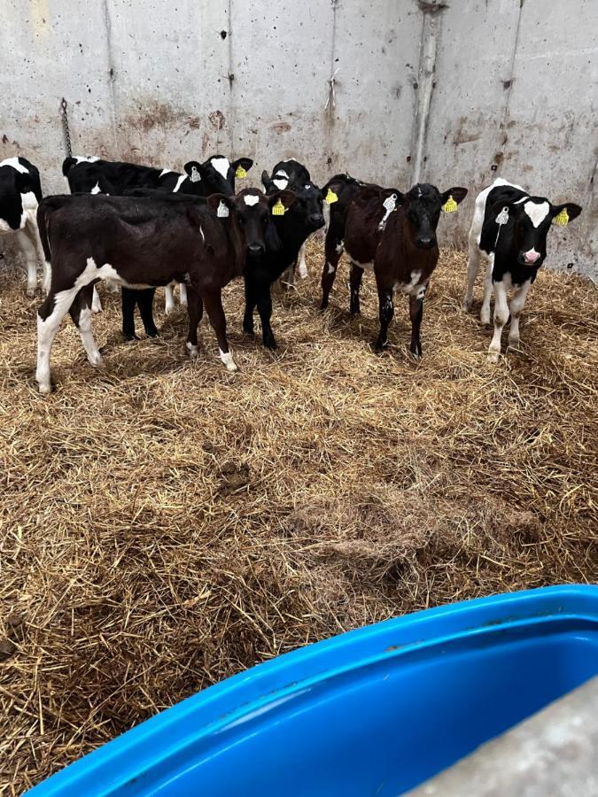 Kilmihil Lacken Farmyard المظهر الخارجي الصورة