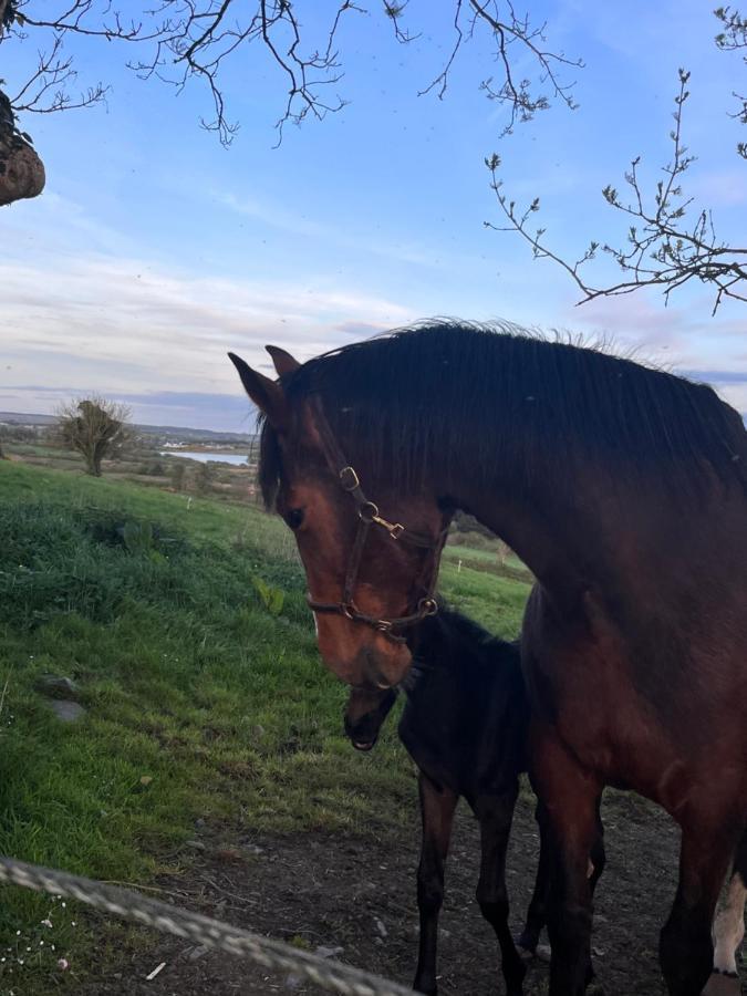 Kilmihil Lacken Farmyard المظهر الخارجي الصورة
