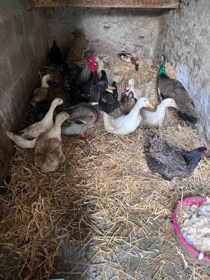Kilmihil Lacken Farmyard المظهر الخارجي الصورة